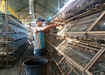 Mantan TKI Membuka Bisnis Telur Puyuh