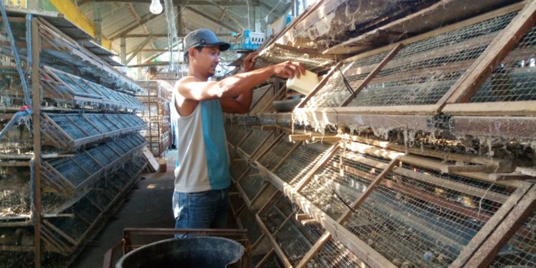 Mantan TKI Membuka Bisnis Telur Puyuh