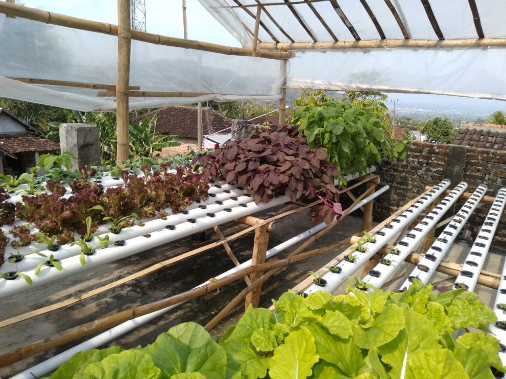 Masa Depan Petani Tetap Cerah Meski Tak Punya Sawah 