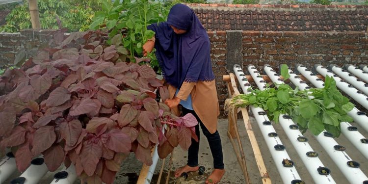 Masa Depan Petani Tetap Cerah Meski Tak Punya Sawah