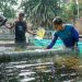 Gerakan Penguatan Bisnis Ikan Air Tawar di Desa Canggu