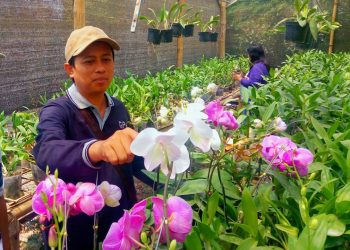 Pegawai Pertanian Kediri Sukses Berbisnis Anggrek