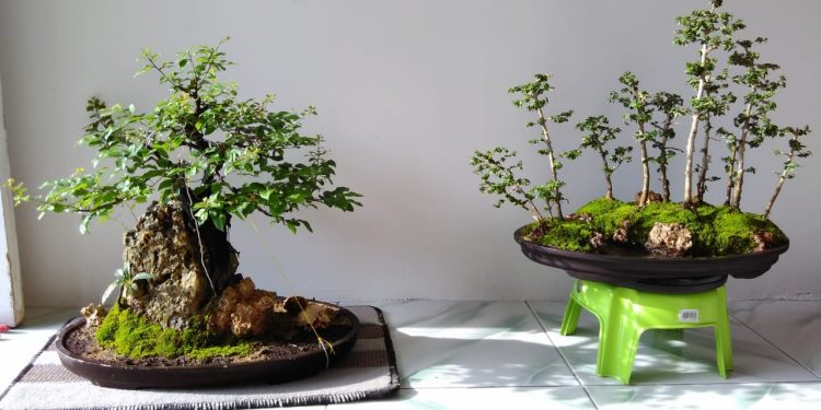 Jadikan Bonsai Sebagai Teman Bekerja di Rumah