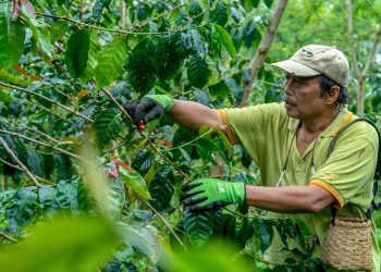 Kopi Sarongge dan Kisah Perjuangan Tosca Santoso