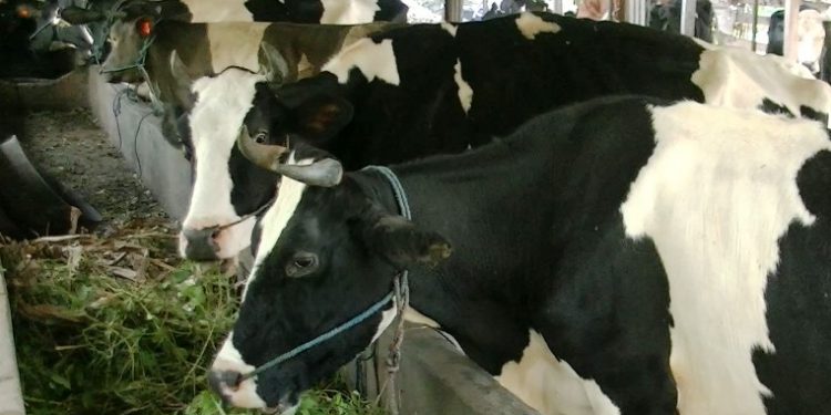 Desa Babadan – Kediri Dikuasai oleh Sapi