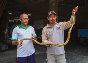 Jika Ular Masuk Rumah, Hubungi Banser