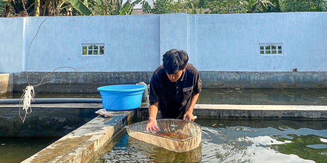 Para petani ikan hias di Kediri menampilkan berbagai jenis ikan hias