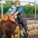Vaksinasi Ternak untuk Meredam Wabah PMK di Kota Kediri
