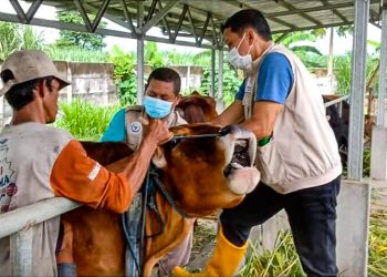 Penyakit Mulut dan Kuku Hewan di Kota Kediri Mereda
