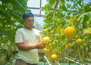 Omah Melon, Menanam Buah di Tengah Kota