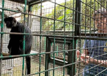 Mengendus Perdagangan Satwa Dilindungi di Pasar Tradisional dan Facebook