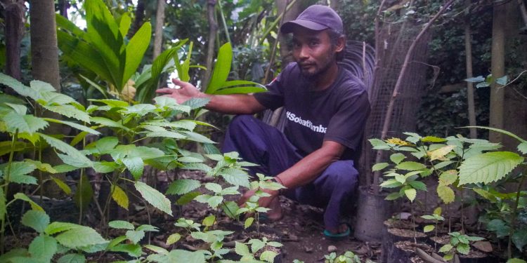 Pelestari Pohon Purba di Cagar Alam Gunung Kelud