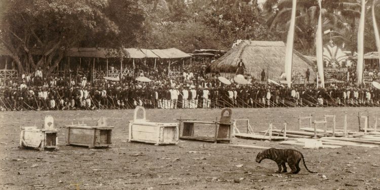 Rampogan Macan, Panggung Pembunuhan yang Memicu Punahnya Harimau