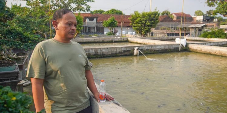 Republik Lele, Penguasa Pasar Ikan Berkumis Lintas Pulau